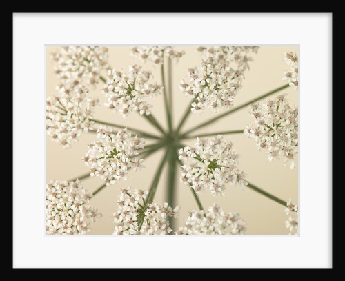 Cow Parsley close-up by Assaf Frank